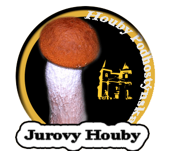 logo houby